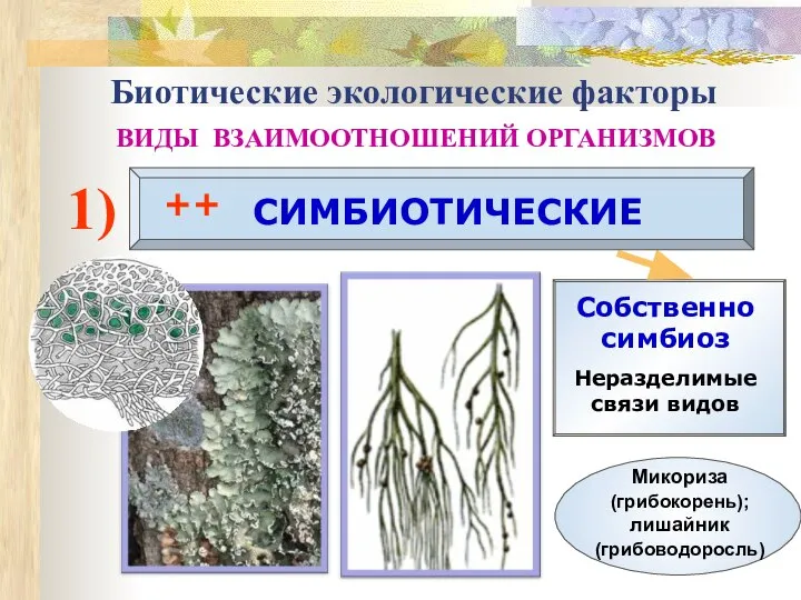 Собственно симбиоз Неразделимые связи видов Биотические экологические факторы ВИДЫ ВЗАИМООТНОШЕНИЙ ОРГАНИЗМОВ 1) СИМБИОТИЧЕСКИЕ ++