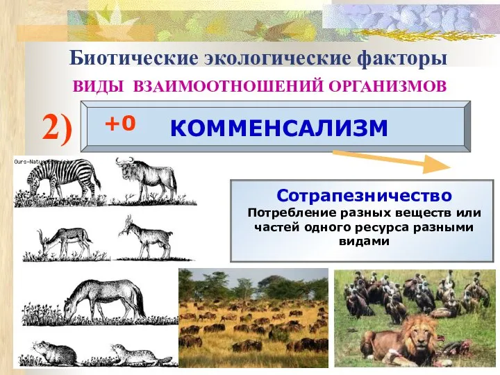 Биотические экологические факторы ВИДЫ ВЗАИМООТНОШЕНИЙ ОРГАНИЗМОВ 2) КОММЕНСАЛИЗМ +0 Сотрапезничество Потребление разных