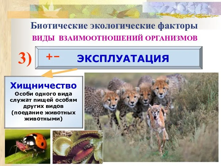 3) ЭКСПЛУАТАЦИЯ +– Хищничество Особи одного вида служат пищей особям других видов