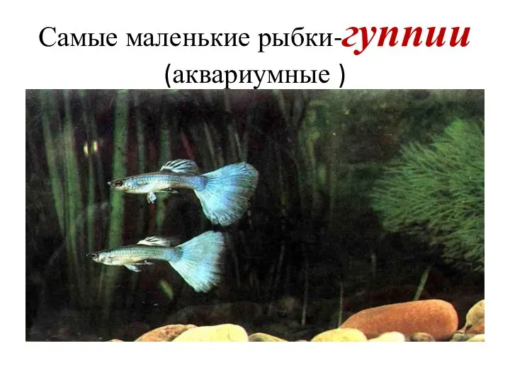 Самые маленькие рыбки-гуппии (аквариумные )