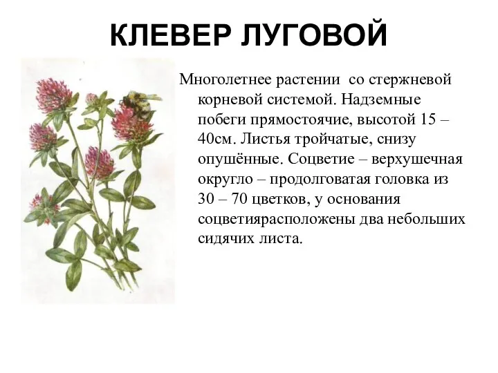 КЛЕВЕР ЛУГОВОЙ Многолетнее растении со стержневой корневой системой. Надземные побеги прямостоячие, высотой