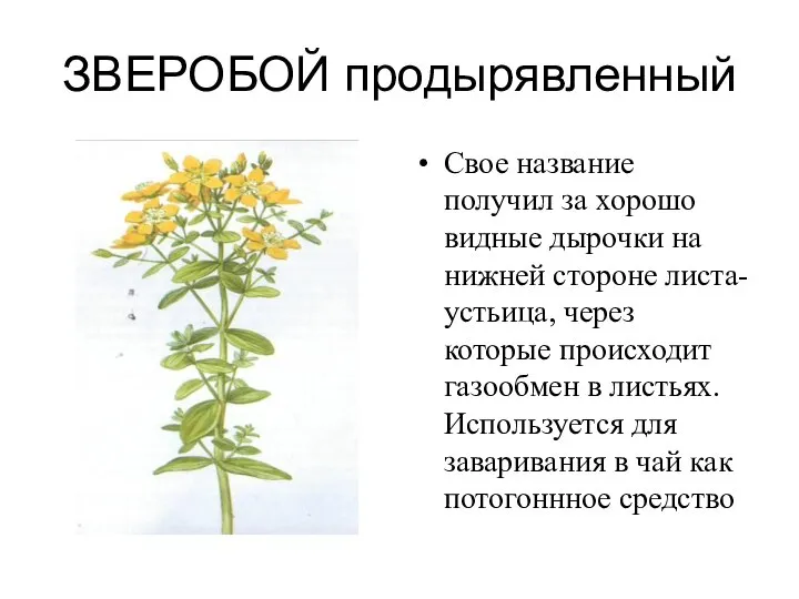 ЗВЕРОБОЙ продырявленный Свое название получил за хорошо видные дырочки на нижней стороне