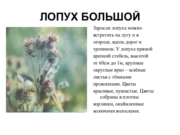 ЛОПУХ БОЛЬШОЙ Заросли лопуха можно встретить на лугу и в огороде, вдоль