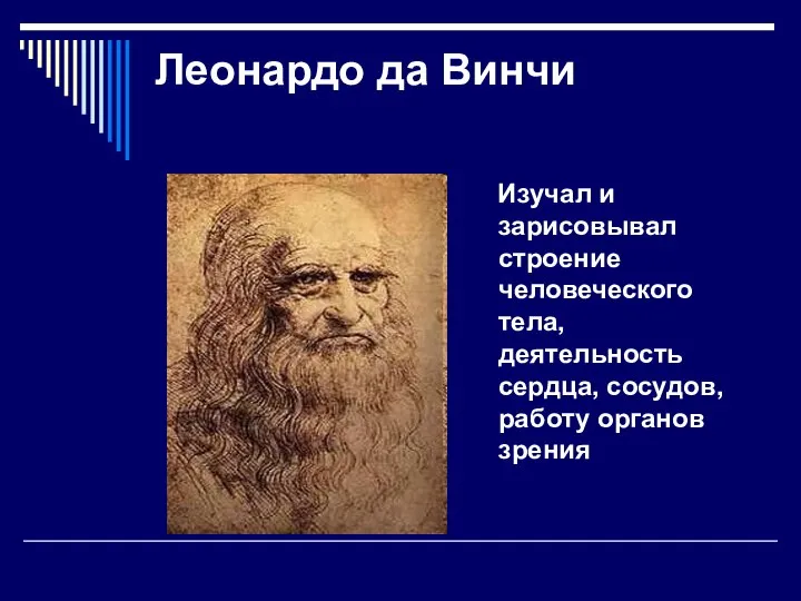 Леонардо да Винчи Изучал и зарисовывал строение человеческого тела, деятельность сердца, сосудов, работу органов зрения