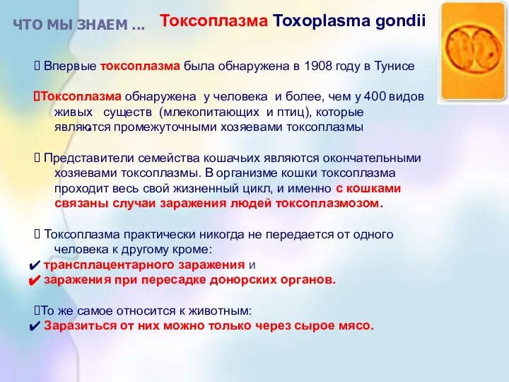 ЧТО МЫ ЗНАЕМ ... Токсоплазма Toxoplasma gondii Впервые токсоплазма была обнаружена в