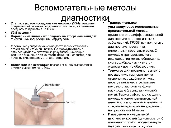 Вспомогательные методы диагностики Ультразвуковое исследование мошонки (УЗИ) позволяет получить изображение содержимого мошонки,