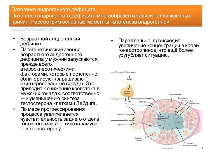 Возрастной андрогенный дефицит Патогенетические звенья возрастного андрогенного дефицита у мужчин запускаются, прежде