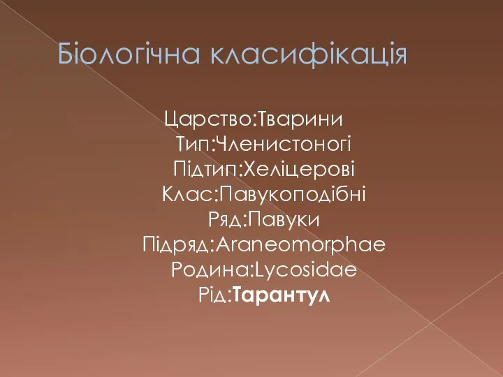 Біологічна класифікація Царство:Тварини Тип:Членистоногі Підтип:Хеліцерові Клас:Павукоподібні Ряд:Павуки Підряд:Araneomorphae Родина:Lycosidae Рід:Тарантул