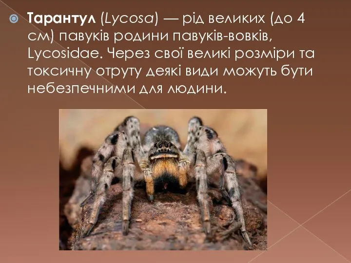 Тарантул (Lycosa) — рід великих (до 4 см) павуків родини павуків-вовків, Lycosidae.