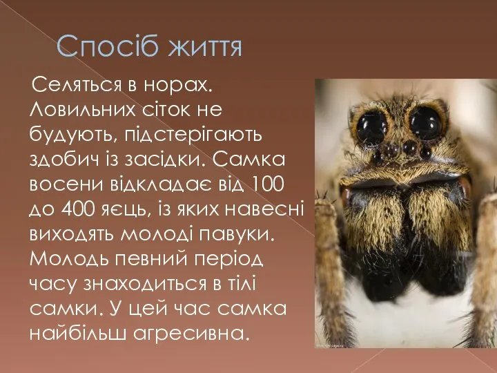 Спосіб життя Селяться в норах. Ловильних сіток не будують, підстерігають здобич із