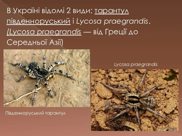 В Україні відомі 2 види: тарантул південноруський і Lycosa praegrandis. (Lycosa praegrandis