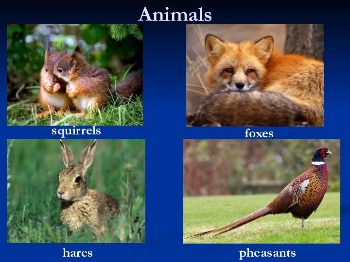 Animals hares foxes squirrels pheasants