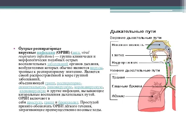 О́стрые респирато́рные ви́русные инфе́кции (ОРВИ) (англ. viral respiratory infections) — группа клинически