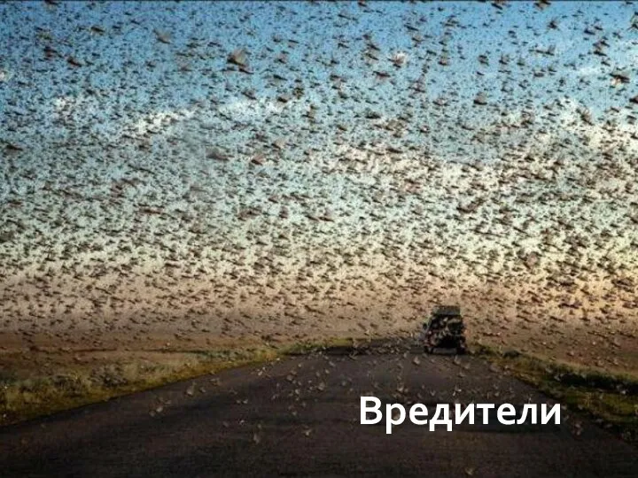 Вредители