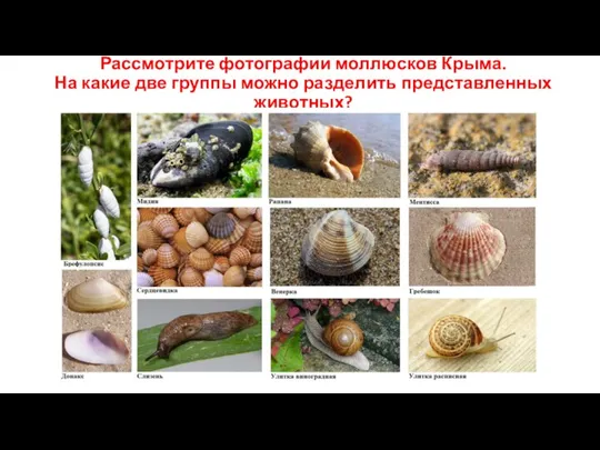 Рассмотрите фотографии моллюсков Крыма. На какие две группы можно разделить представленных животных?