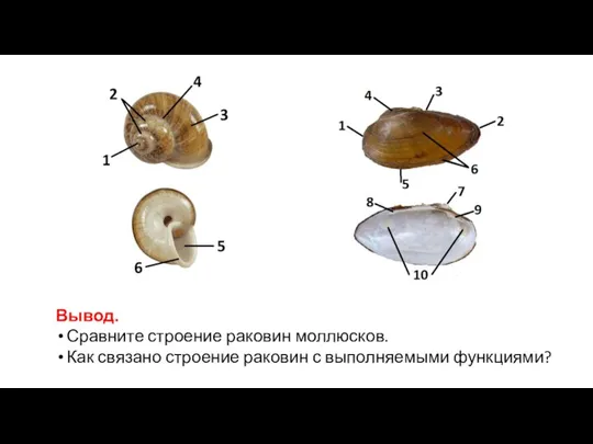 Вывод. Сравните строение раковин моллюсков. Как связано строение раковин с выполняемыми функциями?