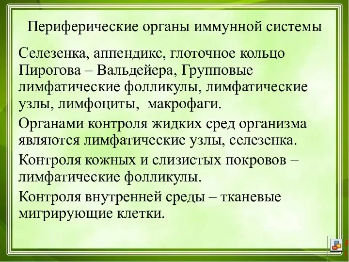 Периферические органы иммунной системы Селезенка, аппендикс, глоточное кольцо Пирогова – Вальдейера, Групповые