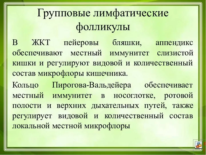 Групповые лимфатические фолликулы В ЖКТ пейеровы бляшки, аппендикс обеспечивают местный иммунитет слизистой