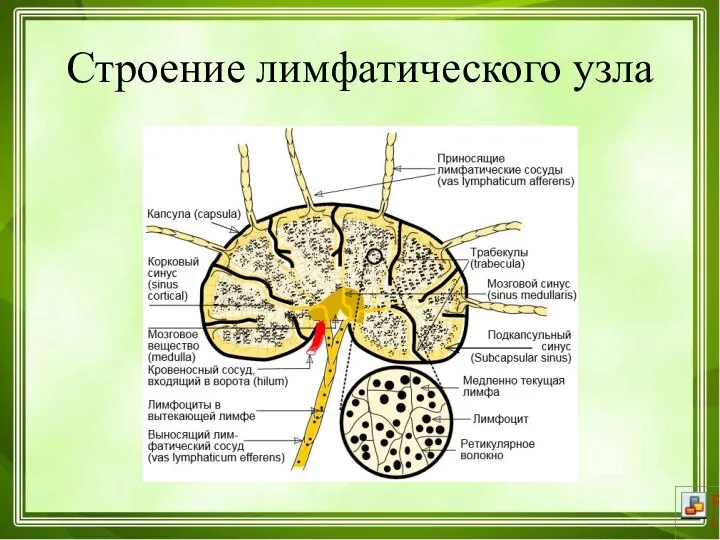 Строение лимфатического узла