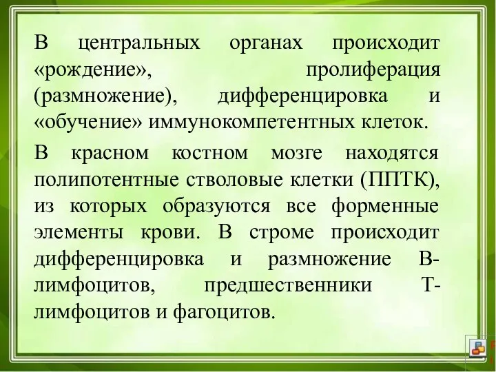 В центральных органах происходит «рождение», пролиферация (размножение), дифференцировка и «обучение» иммунокомпетентных клеток.