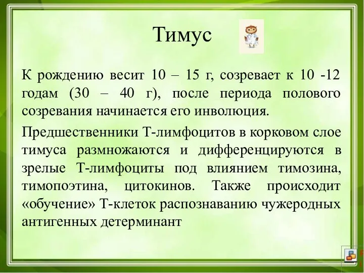 Тимус К рождению весит 10 – 15 г, созревает к 10 -12