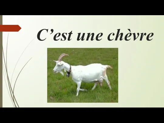 С’est une chèvre