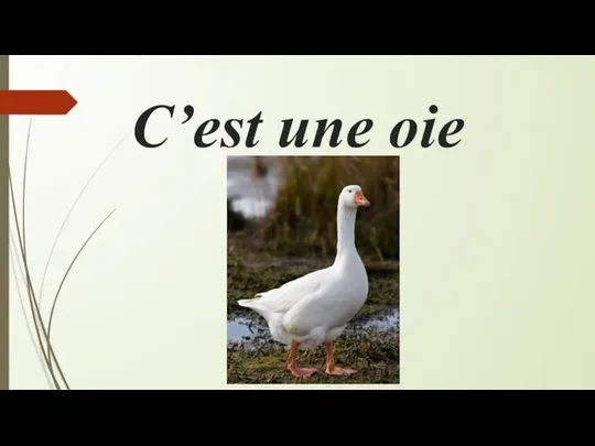 С’est une oie