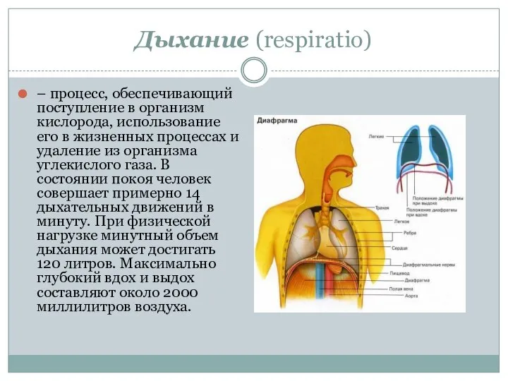 Дыхание (respiratio) – процесс, обеспечивающий поступление в организм кислорода, использование его в