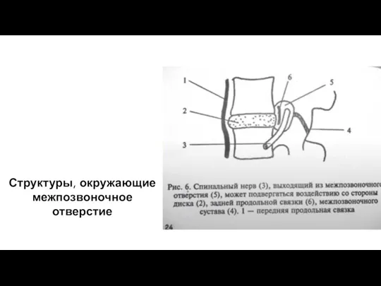 Структуры, окружающие межпозвоночное отверстие