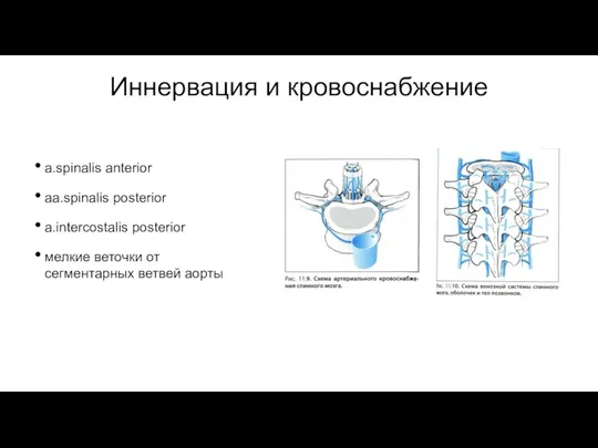 Иннервация и кровоснабжение a.spinalis anterior aa.spinalis posterior a.intercostalis posterior мелкие веточки от сегментарных ветвей аорты