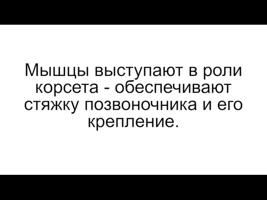 Мышцы выступают в роли корсета - обеспечивают стяжку позвоночника и его крепление.