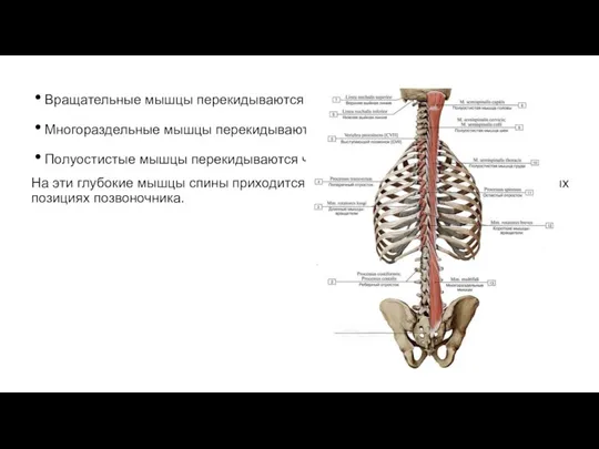 Вращательные мышцы перекидываются через позвонок или на соседний Многораздельные мышцы перекидываются через