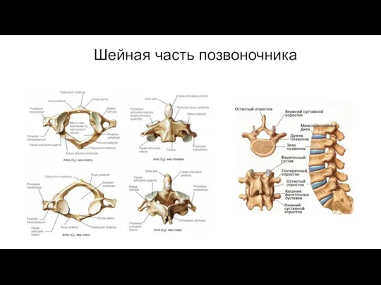 Шейная часть позвоночника