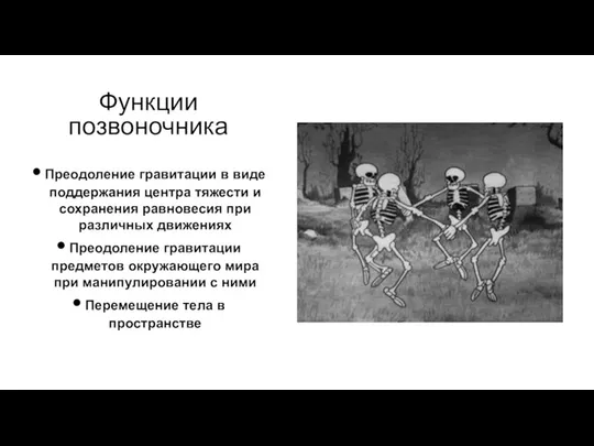 Функции позвоночника Преодоление гравитации в виде поддержания центра тяжести и сохранения равновесия