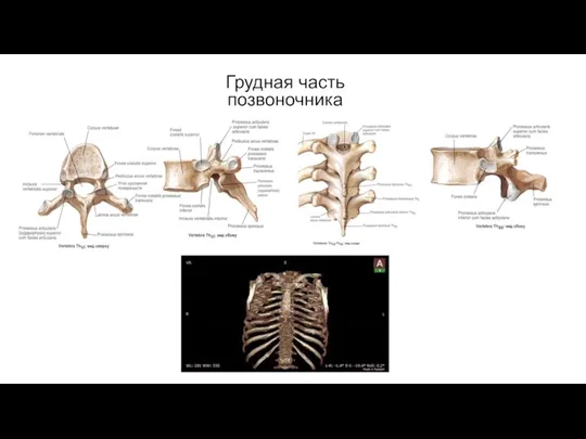 Грудная часть позвоночника