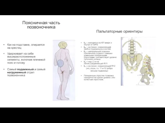 Поясничная часть позвоночника