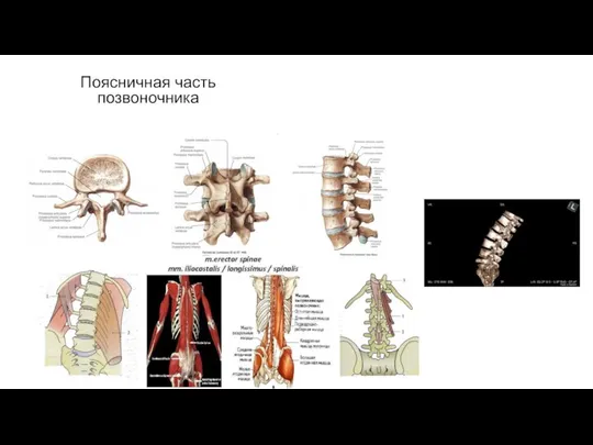 Поясничная часть позвоночника