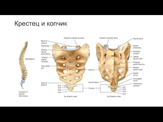 Крестец и копчик