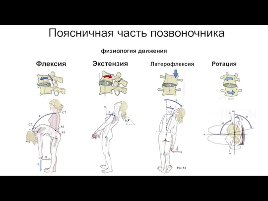 Поясничная часть позвоночника физиология движения