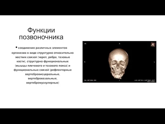 Функции позвоночника соединение различных элементов организма в виде структурно относительно жестких связей