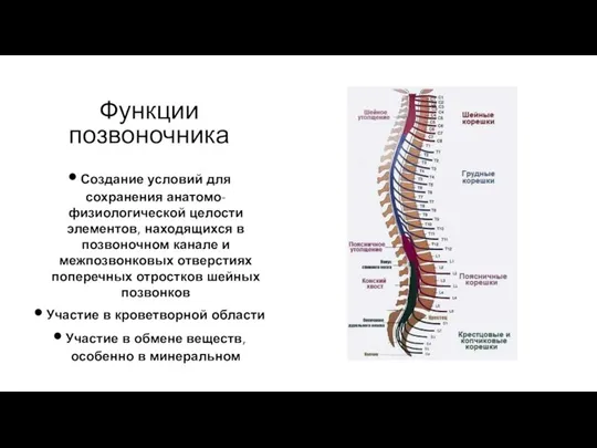 Функции позвоночника Создание условий для сохранения анатомо- физиологической целости элементов, находящихся в