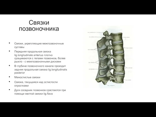 Связки позвоночника Связки, укрепляющие межпозвоночные суставы Передняя продольная связка lig.longitudinale anterius плотно