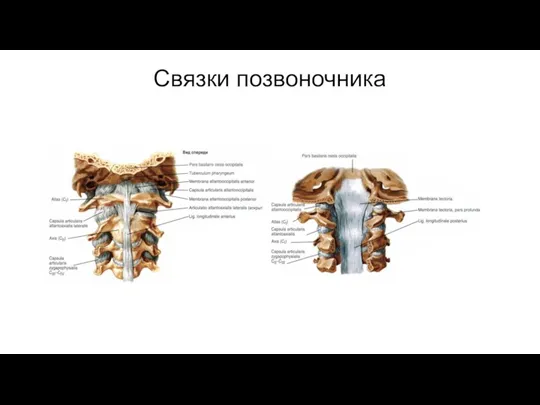 Связки позвоночника