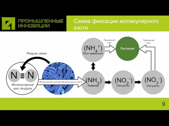 Схема фиксации молекулярного азота 9 Разрыв связи Растения Подвижный азот Подвижный азот
