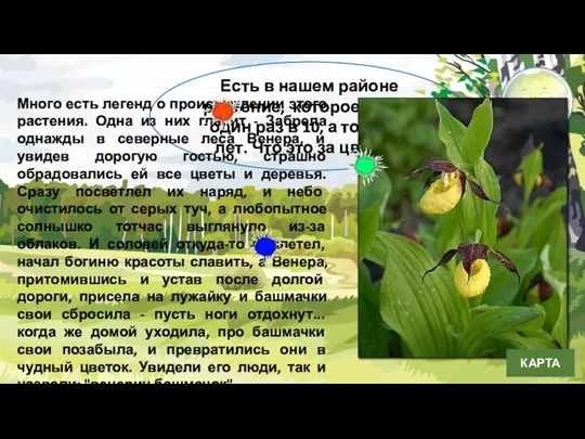 Есть в нашем районе растение, которое цветет один раз в 10, а