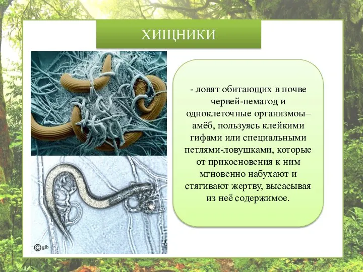 ХИЩНИКИ - ловят обитающих в почве червей-нематод и одноклеточные организмоы– амёб, пользуясь