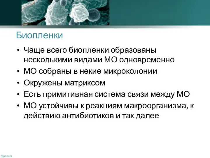 Биопленки Чаще всего биопленки образованы несколькими видами МО одновременно МО собраны в