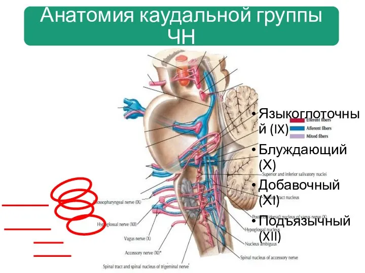 Языкоглоточный (IX) Блуждающий (Х) Добавочный (ХI) Подъязычный (XII)