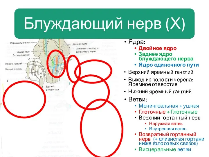 Ядра: Двойное ядро Заднее ядро блуждающего нерва Ядро одиночного пути Верхний яремный