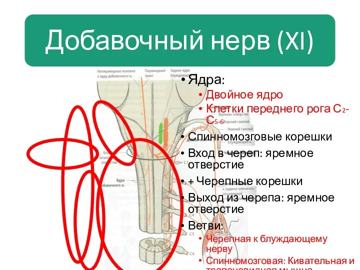 Ядра: Двойное ядро Клетки переднего рога С2-С5-6 Спинномозговые корешки Вход в череп: